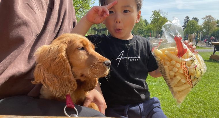 Cocker spaniel /male 11 months old