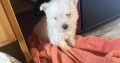 West highland terrier pup