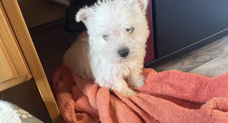 West highland terrier pup