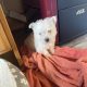West highland terrier pup