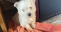 West highland terrier pup
