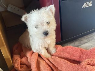 West highland terrier pup