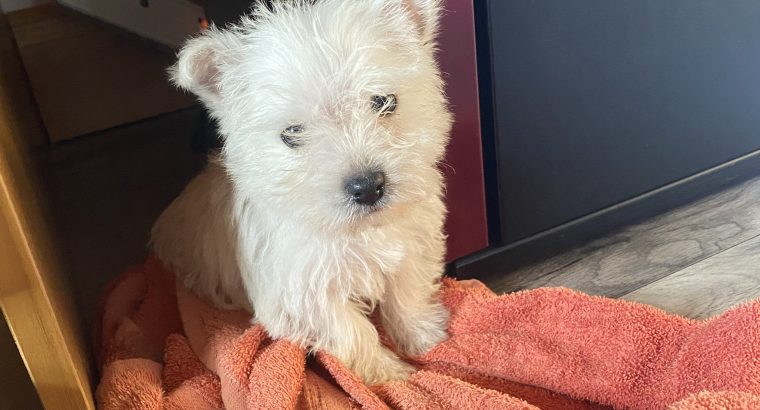 West highland terrier pup