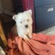 West highland terrier pup