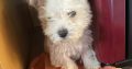 West highland terrier pup