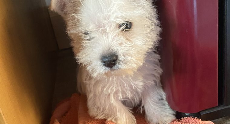 West highland terrier pup