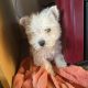 West highland terrier pup