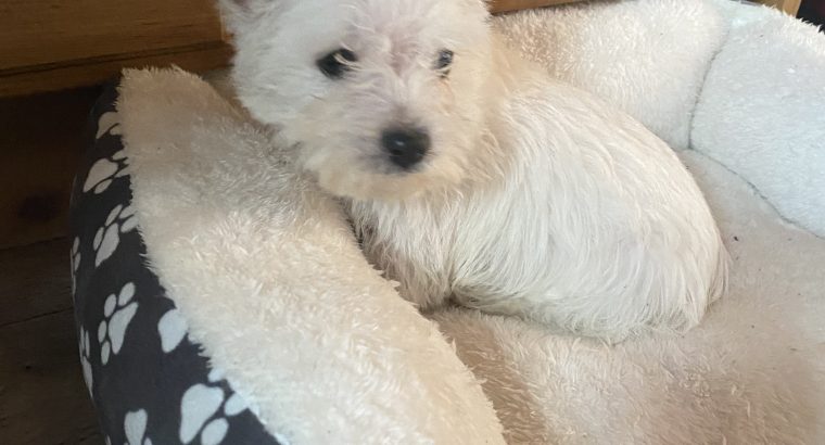West highland terrier pup