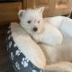 West highland terrier pup