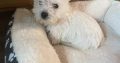 West highland terrier pup