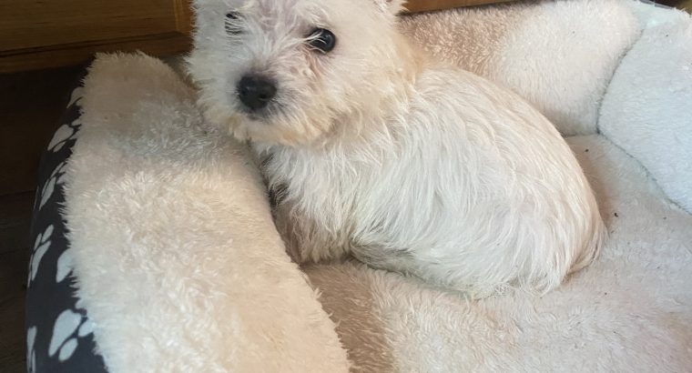 West highland terrier pup