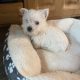 West highland terrier pup
