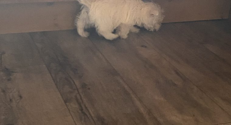 West highland terrier pup