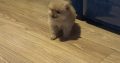 Pomeranian Pups in Wexford – Playful Companions