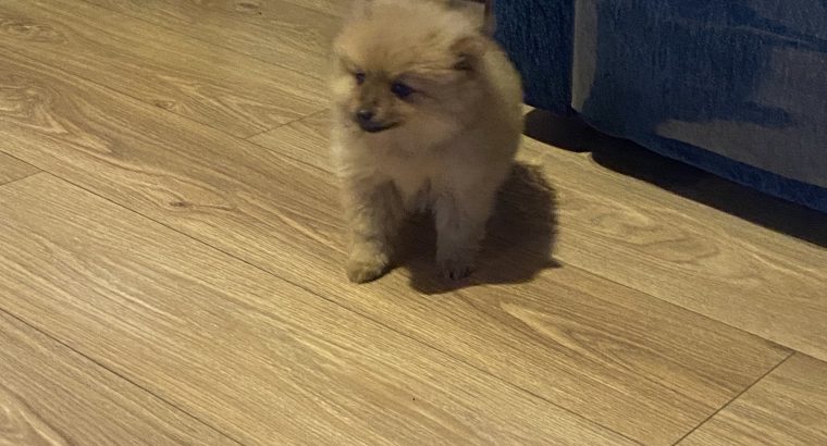 Pomeranian Pups in Wexford – Playful Companions