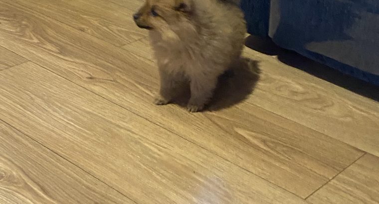 Pomeranian Pups in Wexford – Playful Companions