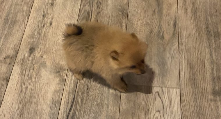 Pomeranian Pups in Wexford – Playful Companions