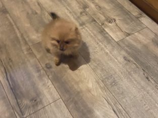 Pomeranian Pups in Wexford – Playful Companions