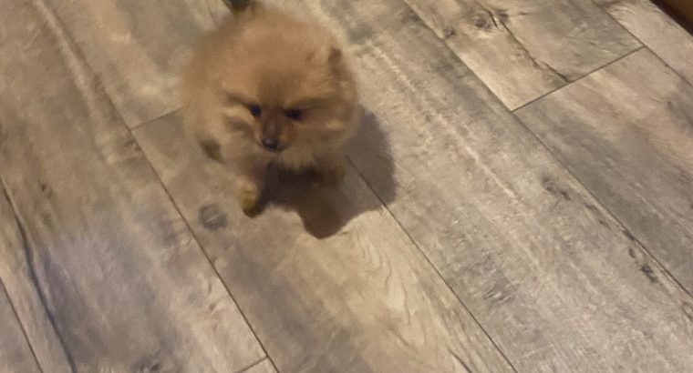 Pomeranian Pups in Wexford – Playful Companions