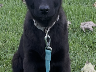 German shepherd puppies (black)