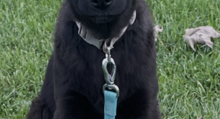 German shepherd puppies (black)