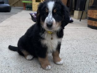 Bernese cross pup