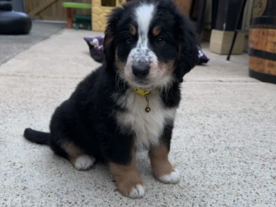 Bernese cross pup
