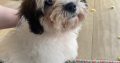 Bichon Frise and Shih Tzu mix