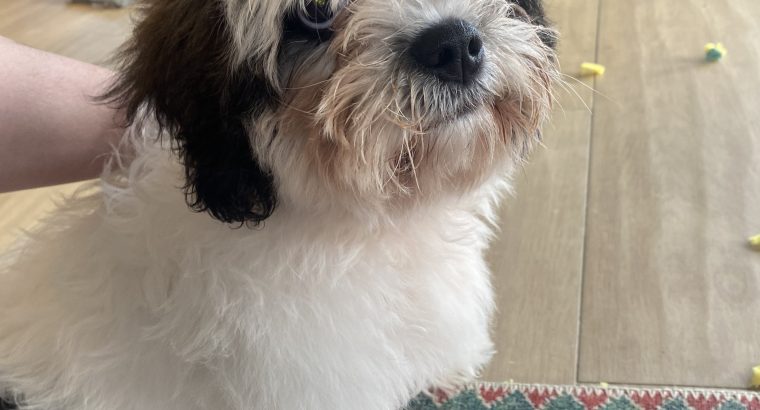 Bichon Frise and Shih Tzu mix