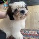 Bichon Frise and Shih Tzu mix