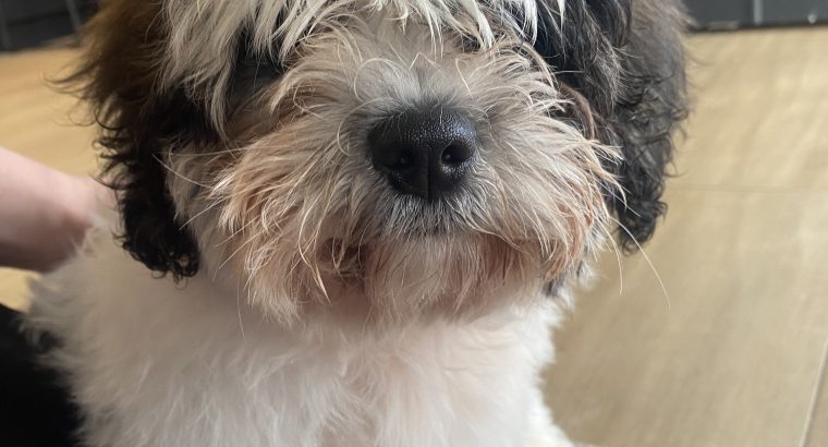 Bichon Frise and Shih Tzu mix