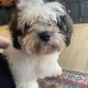Bichon Frise and Shih Tzu mix