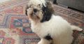 Bichon Frise and Shih Tzu mix