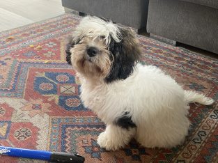 Bichon Frise and Shih Tzu mix