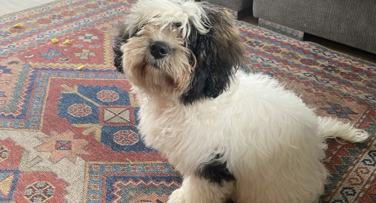 Bichon Frise and Shih Tzu mix