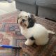 Bichon Frise and Shih Tzu mix