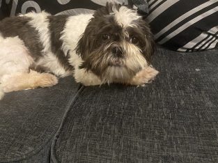 9 month old looking for good home