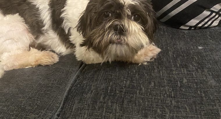 9 month old looking for good home