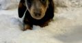 Gorgeous Smooth coat miniature dachshund puppies