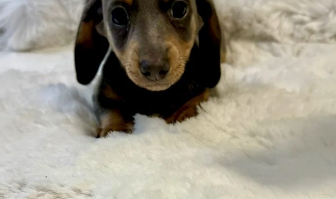 Gorgeous Smooth coat miniature dachshund puppies