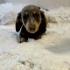 Gorgeous Smooth coat miniature dachshund puppies