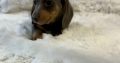 Gorgeous Smooth coat miniature dachshund puppies