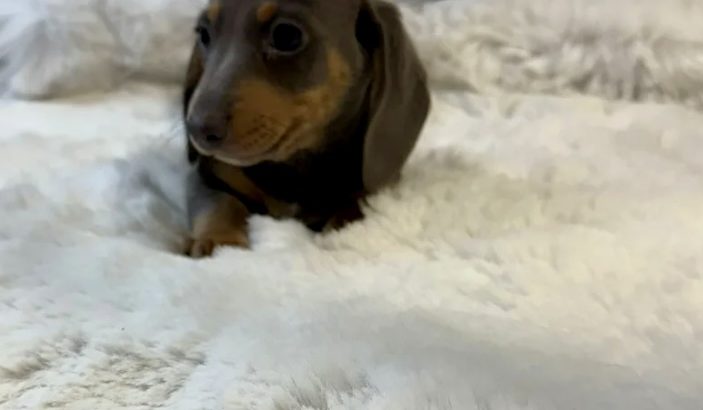 Gorgeous Smooth coat miniature dachshund puppies