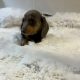 Gorgeous Smooth coat miniature dachshund puppies