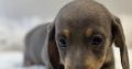 Gorgeous Smooth coat miniature dachshund puppies