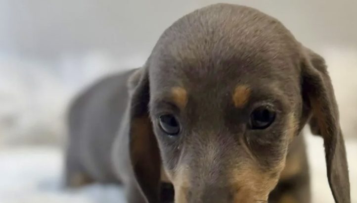 Gorgeous Smooth coat miniature dachshund puppies