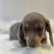 Gorgeous Smooth coat miniature dachshund puppies