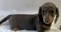 Gorgeous Smooth coat miniature dachshund puppies