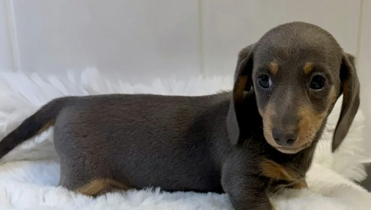 Gorgeous Smooth coat miniature dachshund puppies