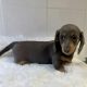 Gorgeous Smooth coat miniature dachshund puppies